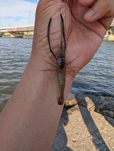 テナガエビの釣果