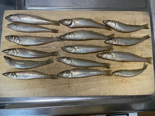キスの釣果