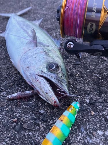サゴシの釣果