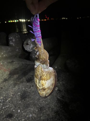 コウイカの釣果