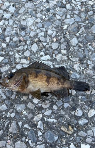 メバルの釣果