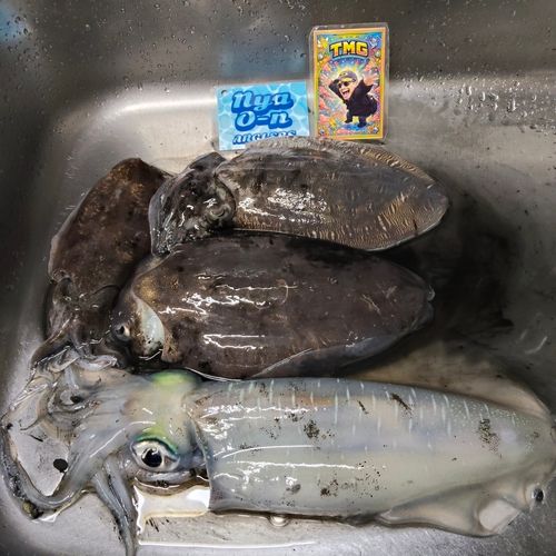アオリイカの釣果