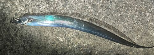 タチウオの釣果