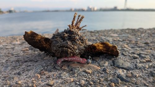 オニオコゼの釣果