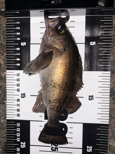メバルの釣果