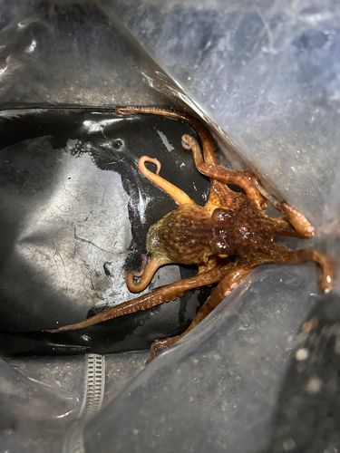 タコの釣果