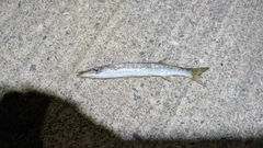 カマスの釣果