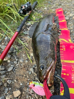 ライギョの釣果