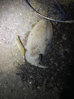 シリヤケイカの釣果