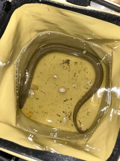ウナギの釣果