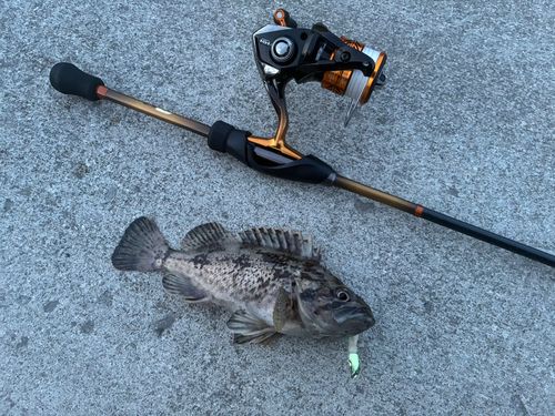クロソイの釣果
