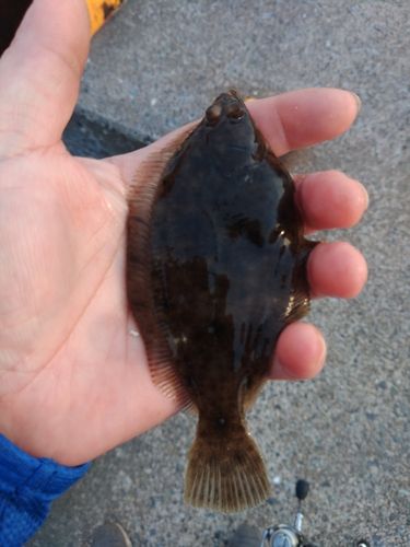 カレイの釣果