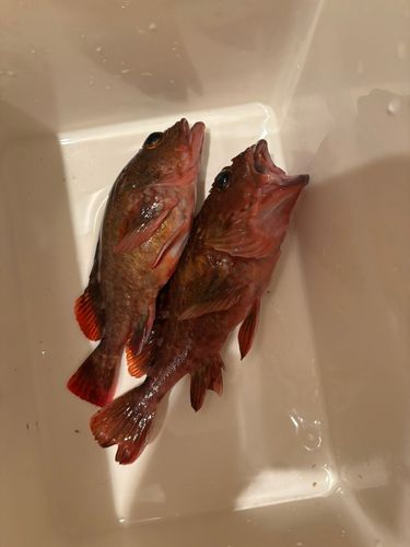 カサゴの釣果