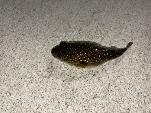 クサフグの釣果