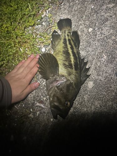ソイの釣果