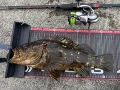 ベッコウゾイの釣果