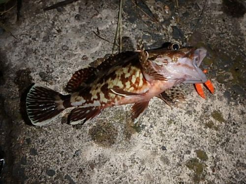 アラカブの釣果