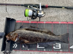 アイナメの釣果