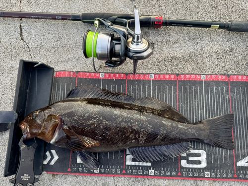アイナメの釣果
