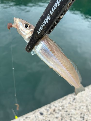キスの釣果