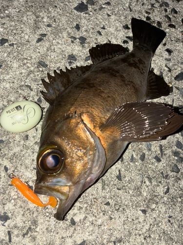 メバルの釣果