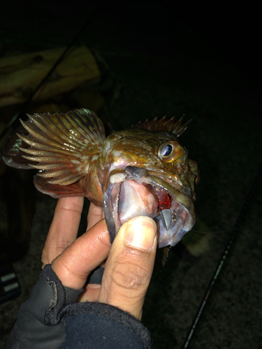 メバルの釣果