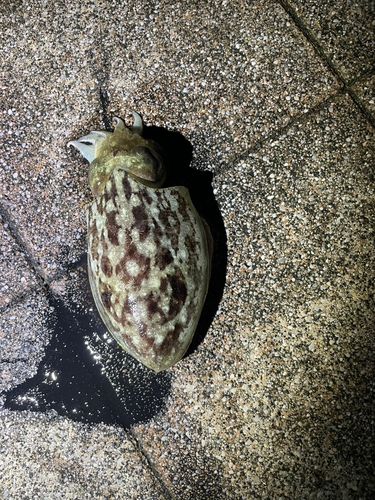 コウイカの釣果