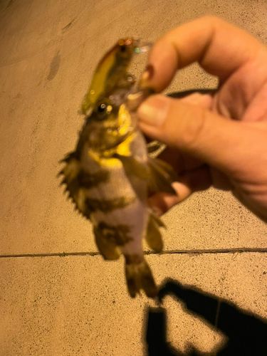 シロメバルの釣果