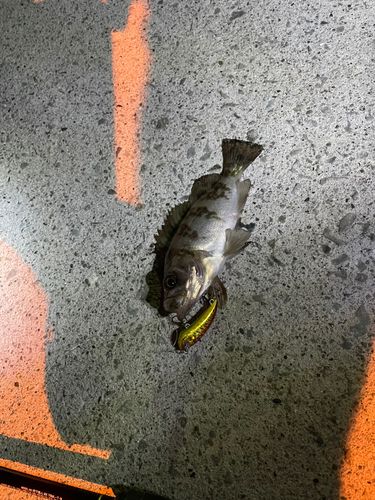シロメバルの釣果