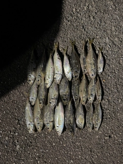 アジの釣果