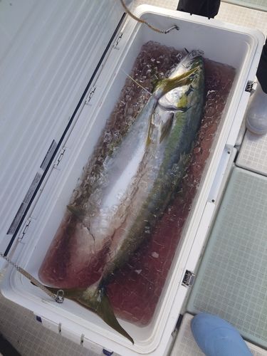 ハマチの釣果