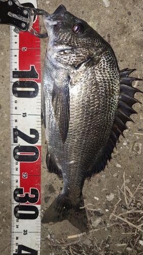 クロダイの釣果