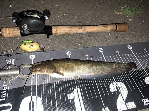 ナマズの釣果