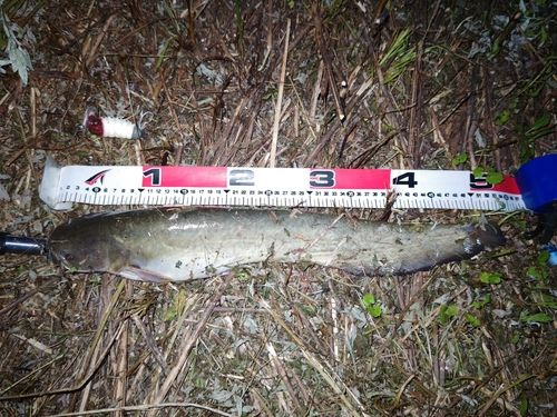 マナマズの釣果