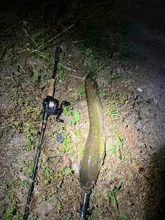ナマズの釣果