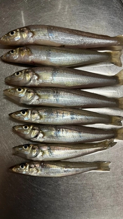 キスの釣果