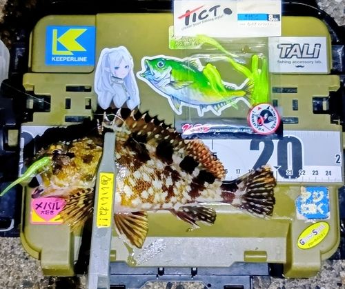カサゴの釣果