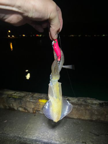 マメイカの釣果