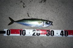 サバの釣果