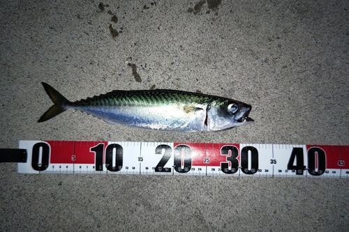 サバの釣果