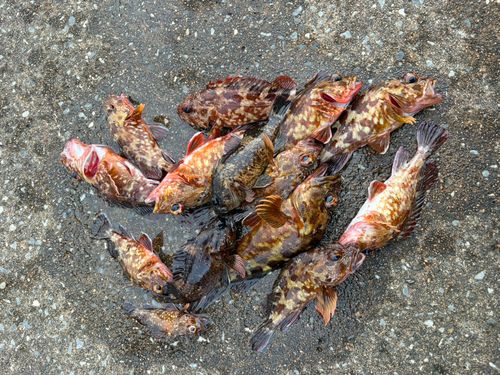 カサゴの釣果