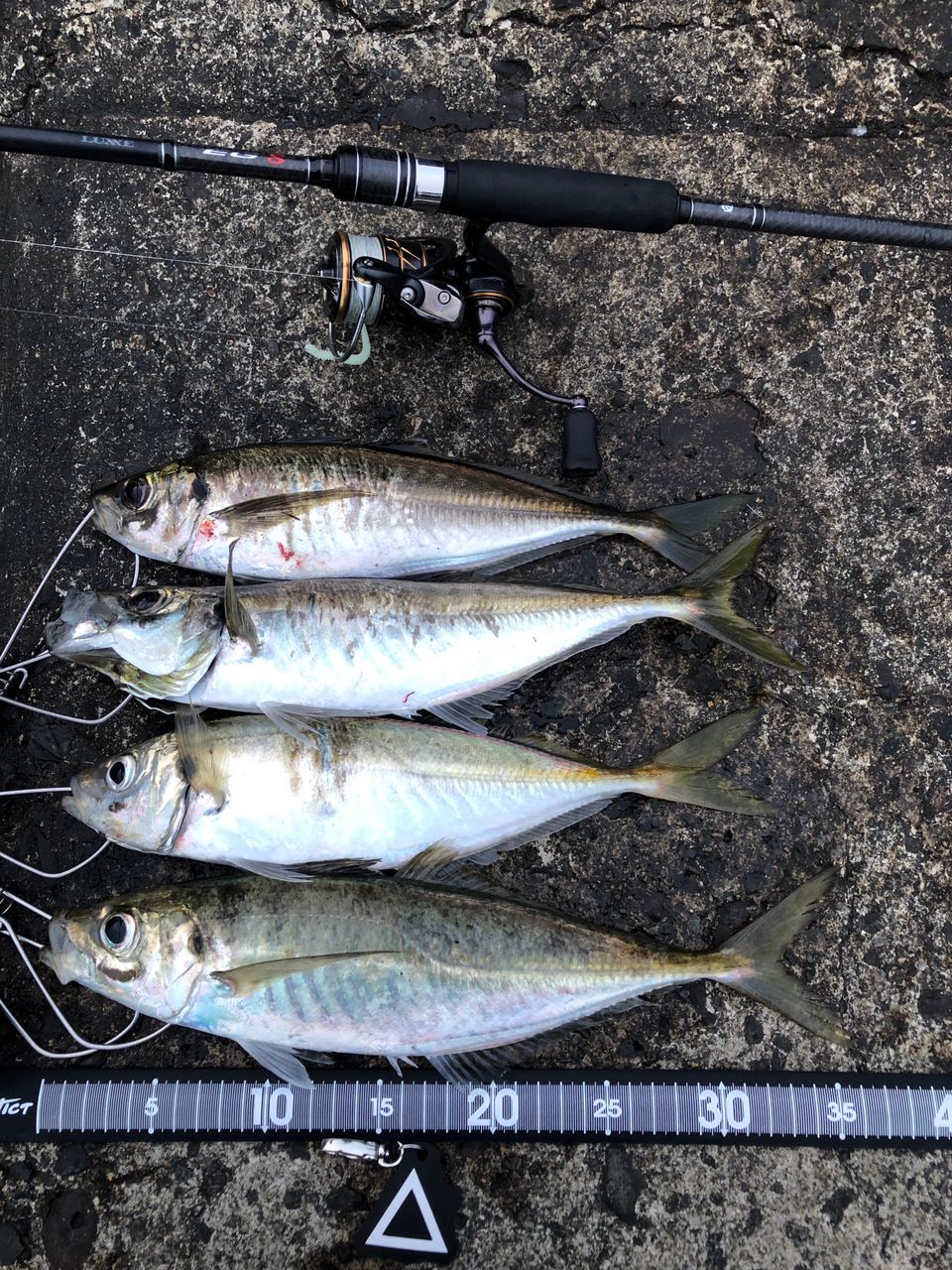 DAIWA 21カルディア FC LT2500Sの最安値・インプレ・釣果 | 本音の DAIWA 21カルディア FC LT2500Sの最安値・インプレ・釣果 | 本音の
