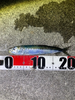 イワシの釣果