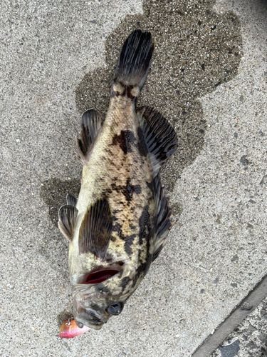 クロソイの釣果