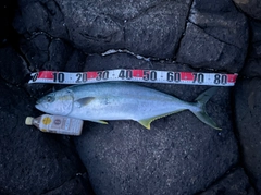 ヒラマサの釣果