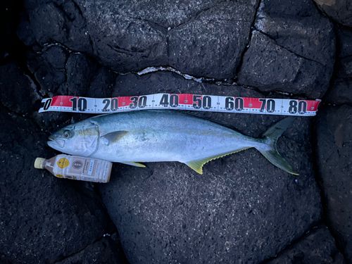 ヒラマサの釣果