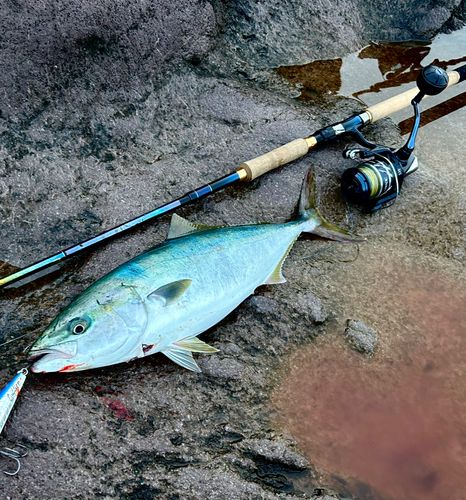 イナダの釣果