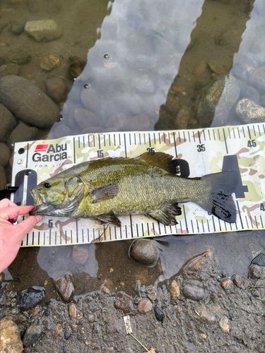 スモールマウスバスの釣果