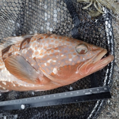 キジハタの釣果