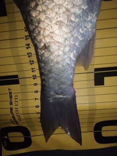 フナの釣果